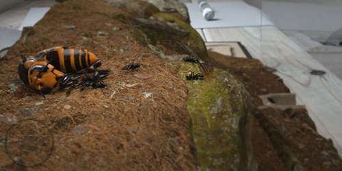 蚂蚁模拟大亨蚂蚁破解版图片3