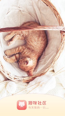 猫咪社区3.1.2releaszip最新