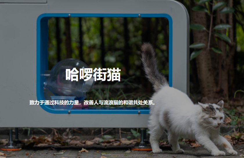 哈啰街猫