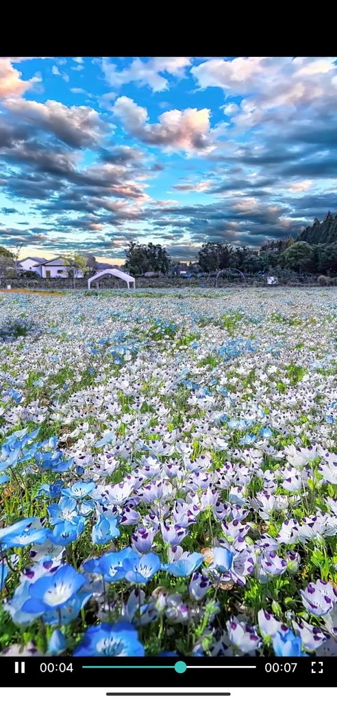 草莓视频正版